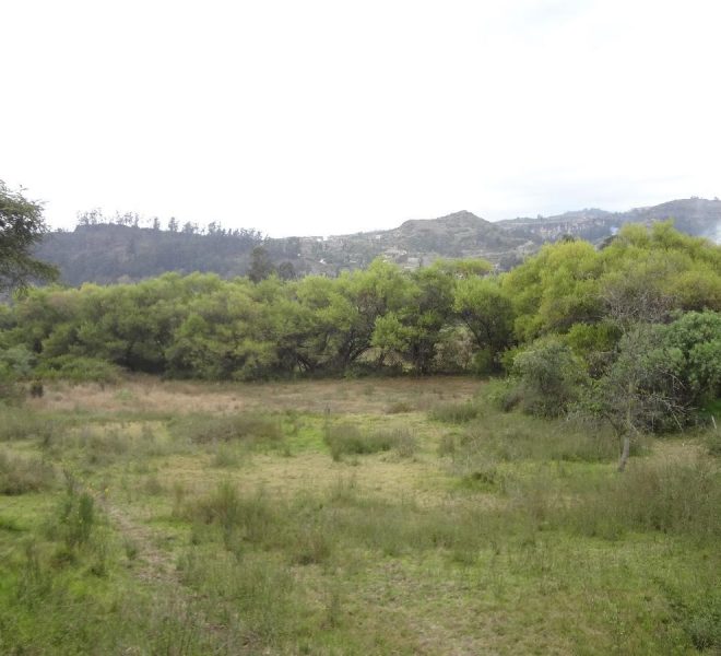 t5