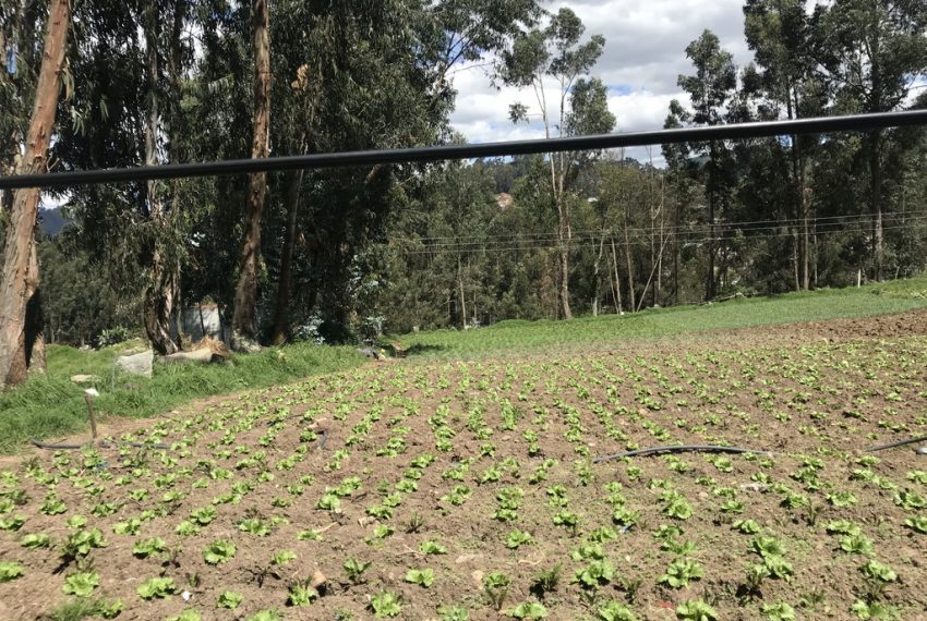 1 San Joaquin terrenos