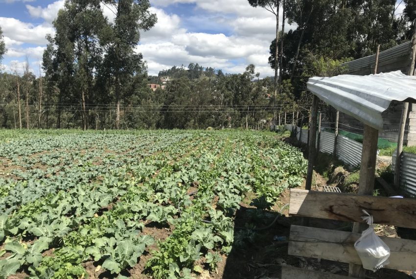 19San Joaquin terrenos
