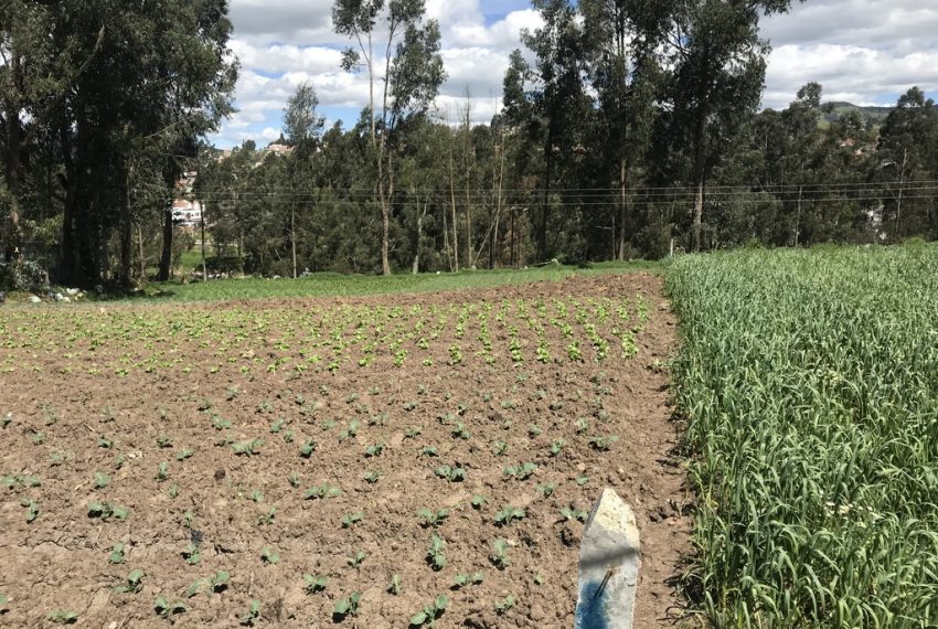 3San Joaquin terrenos