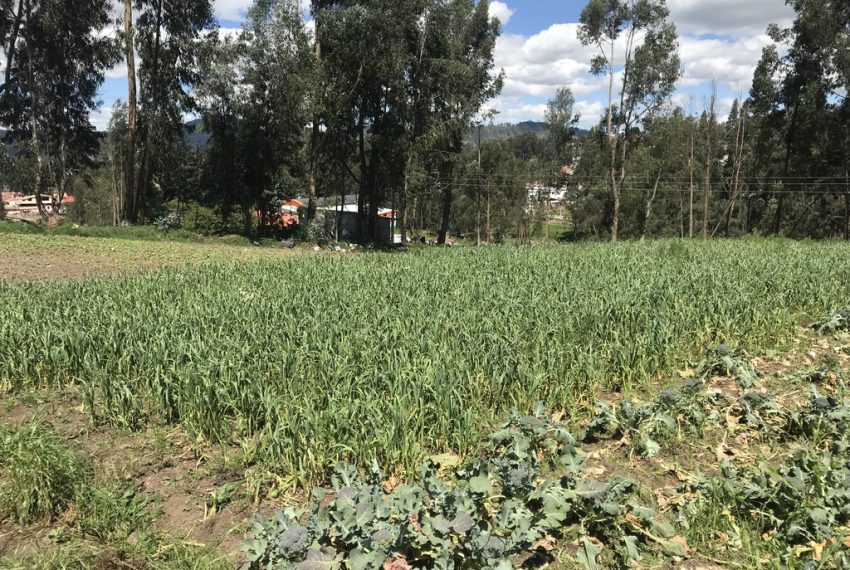 7San Joaquin terrenos